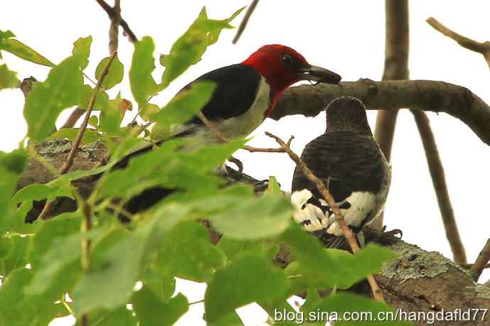 红头啄木鸟
