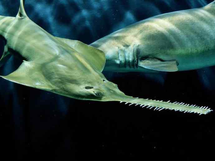 鱼类活化石：锯鳐