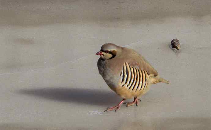 涧底有鸡鸣 wbr石上意踟躇