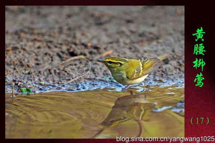 黄腰柳莺（17）