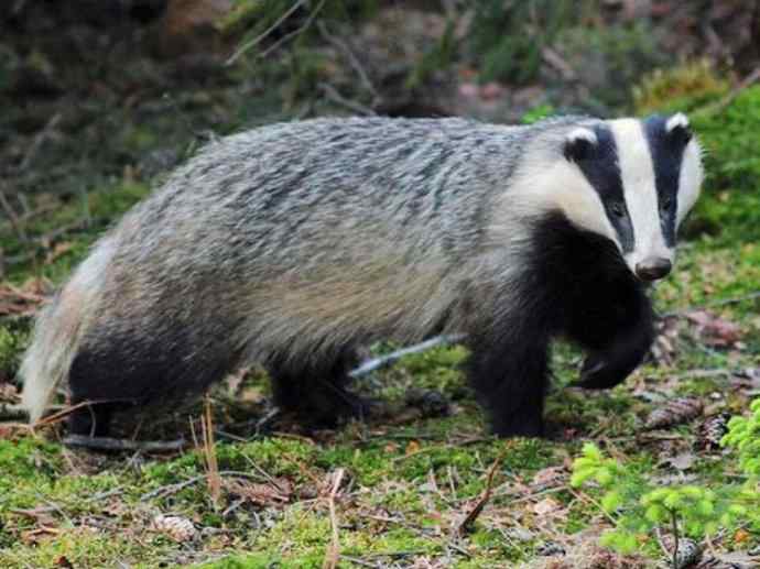 犬科：狐亚科之大耳狐