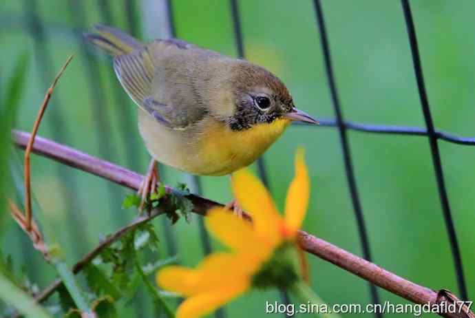 普通黄喉地莺路雌鸟
