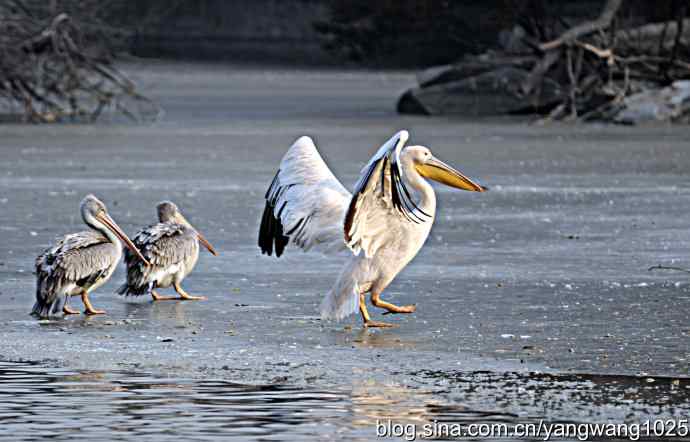 冰上鹈鹕舞 冰上鹈鹕舞