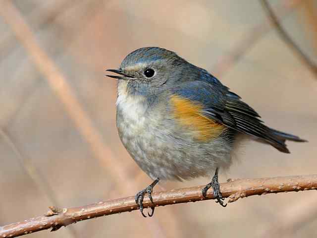植物园拍摄红胁蓝尾鸲