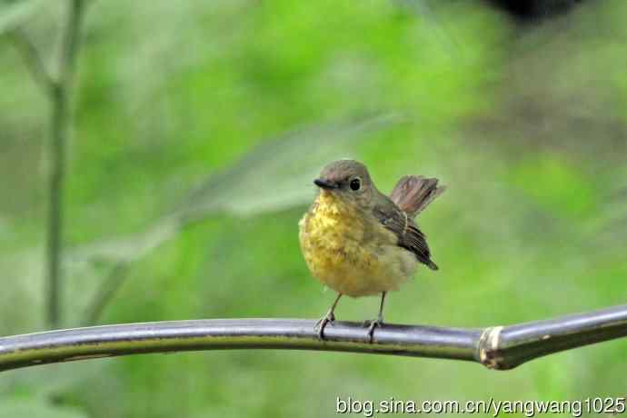 雌性绿背姬鶲（14）