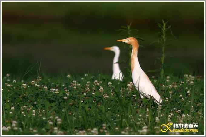 最后一抹夕阳下的鈥溑１仇剽潯菊掌