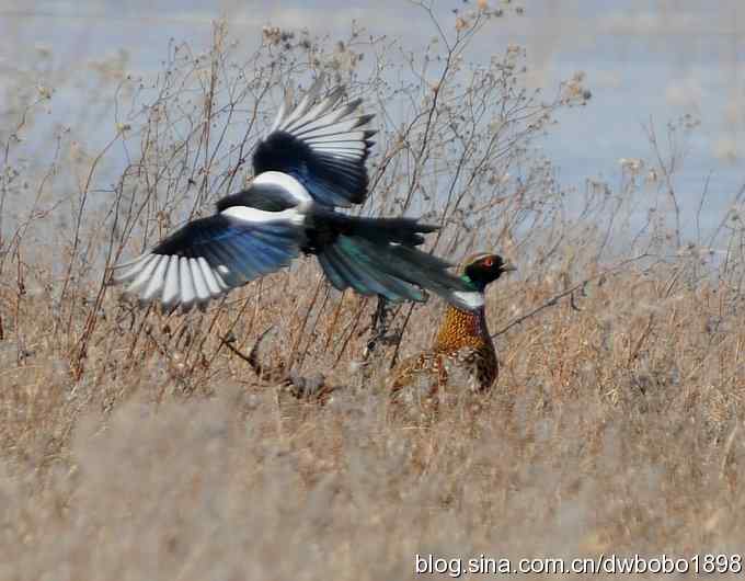 邂逅雉鸡群