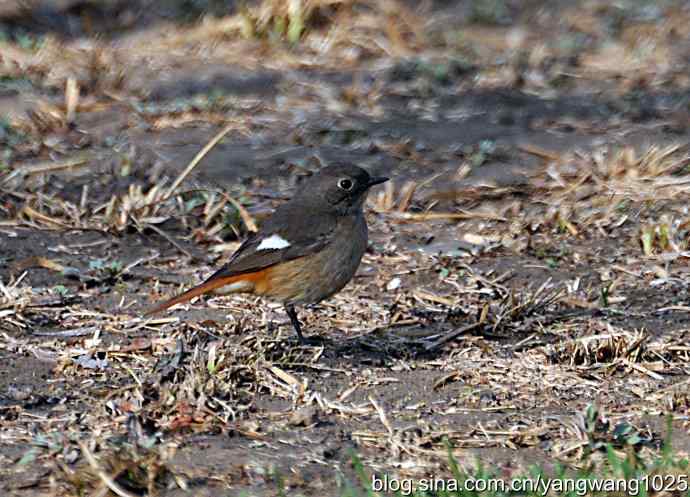 第一场春雨之后 wbr3