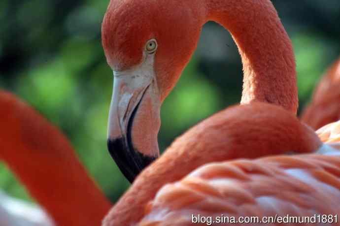 灵魂之窗 望远镜摄影Digiscoping