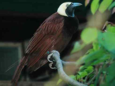 美丽无罪:雀鸟之极乐鸟 美丽无罪:雀鸟之极乐鸟