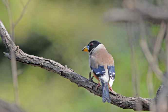 雄性黑尾蜡嘴雀（4）