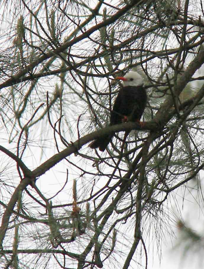 187.浙江缙云仙都农家乐（-）朱潭山鸟图