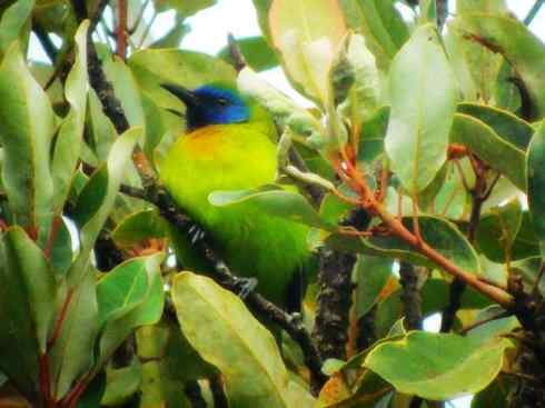 美丽无罪：雀鸟之叶鹎