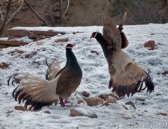 闪亮登场&bull;褐马鸡&bull;国家一级（组图，20张图片）
