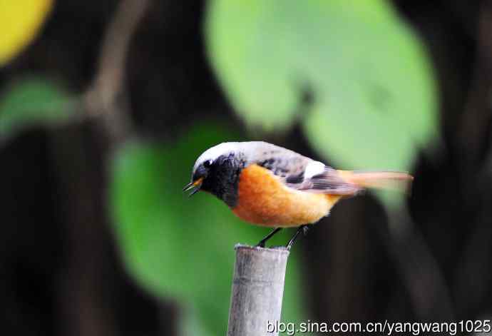 雄性北红尾鸲（21）