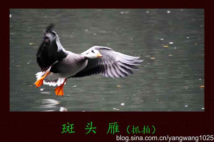 斑头雁（抓拍）2