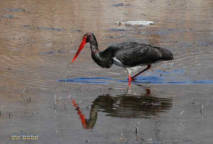 十渡观赏黑鹳捕鱼