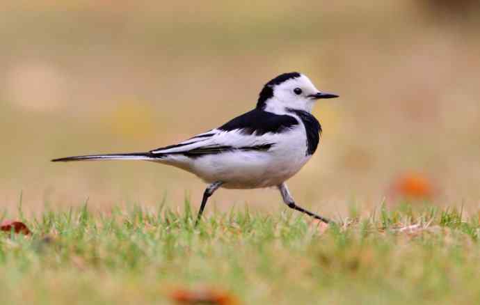 不期然间 wbr擦肩而过的缘分（一组红树林里的白鹡鸰）