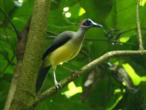 绝色攀禽:戴胜与林戴胜2 绝色攀禽:戴胜与林戴胜2