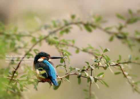 哥拍的不是翠,哥拍的是寂寞 哥拍的不是翠,哥拍的是寂寞
