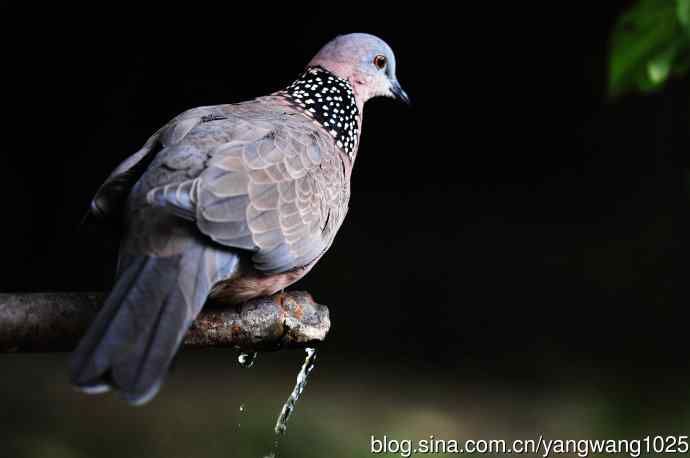 饮水的珠颈斑鸠