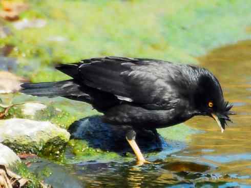 家禽驯化之源之十四
