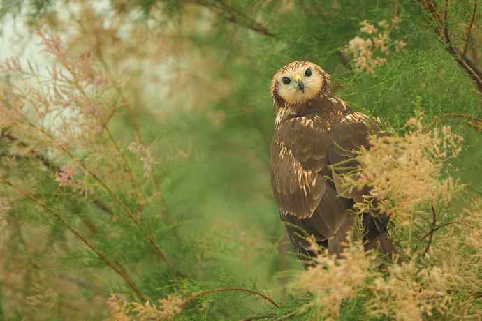 灌木枝上的白腹鹞
