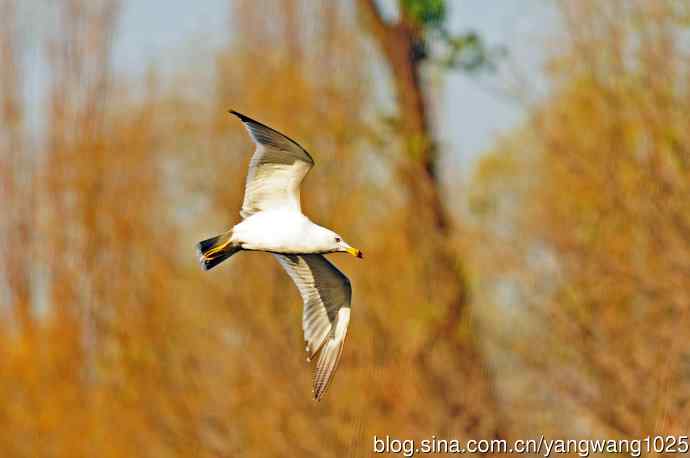 北京动物园的鸟类——海鸥（12）