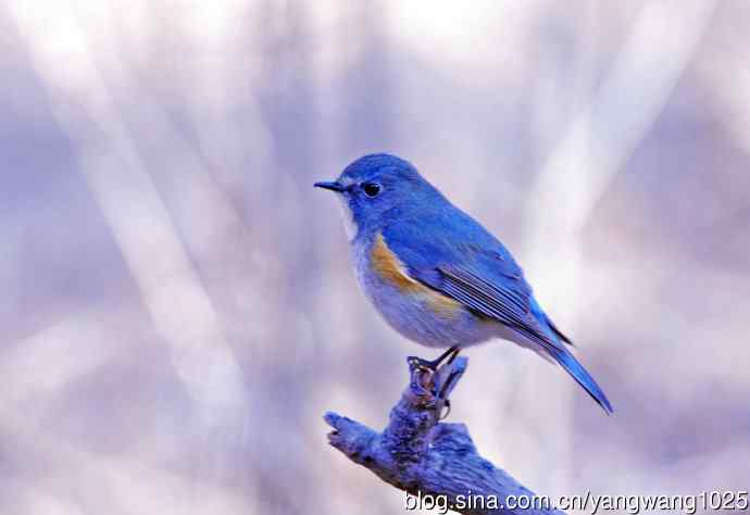 北京天坛公园的鸟类——雄性红胁蓝尾鸲（11）