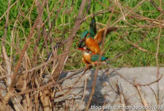 小翠儿过节踩蛋忙