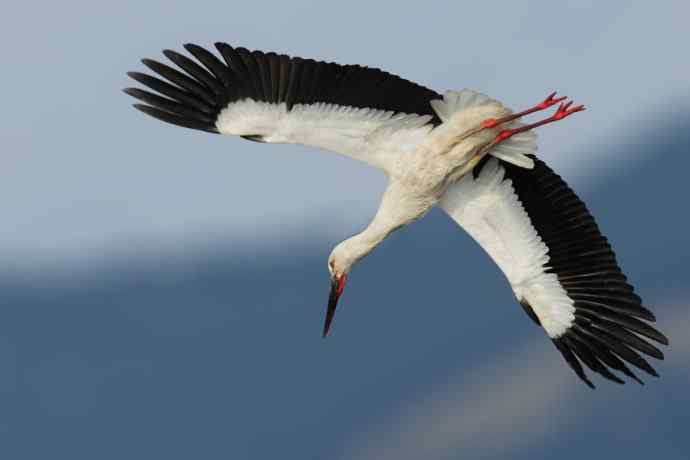 东方白鹳恭贺鈥溒飞 wbrTOP wbrLUX鈥澊罅返晔⒆捌裟