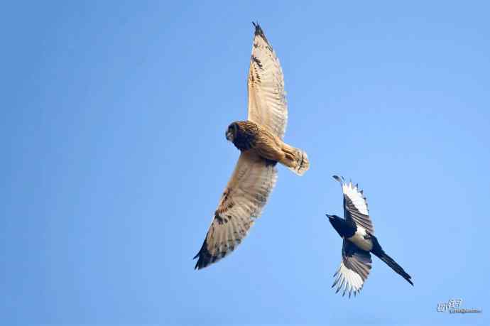 喜鹊鲜为人知的一面——顽强的领地捍卫者