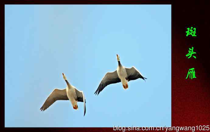 斑头雁（习作）