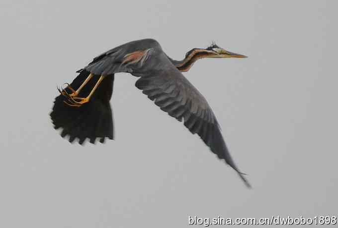 乌梁素海之草鹭鈥斺斈诿晒勰裥校ǘ）