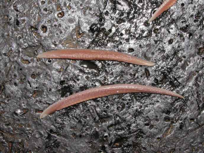 鱼类活化石:盲鳗 鱼类活化石:盲鳗