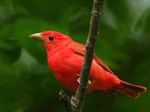 极品红色鸟类:玫红比蓝雀 极品红色鸟类:玫红比蓝雀