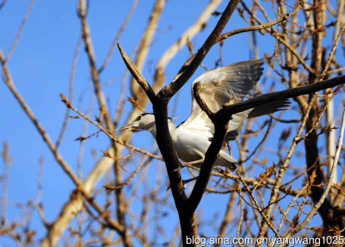 落向枝头的夜鹭(1) 落向枝头的夜鹭(1)