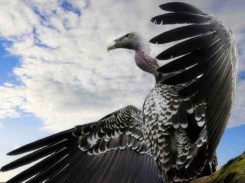 另类鸟类建筑师之一（白鹳、秃鹳）
