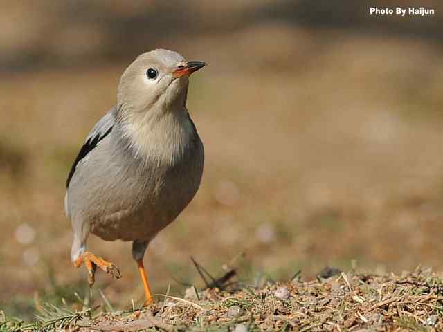 天坛公园的丝光椋鸟 天坛公园的丝光椋鸟