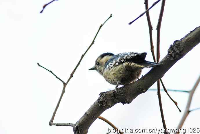 白背啄木鸟(记录版) 白背啄木鸟(记录版)