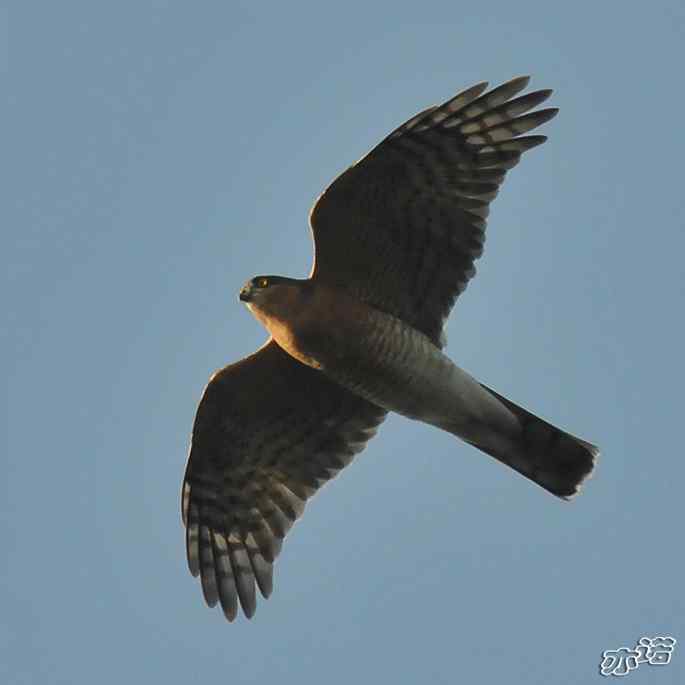 北京西山&nbsp;wbr路&nbsp;wbr守候猛禽迁徙通道两小时