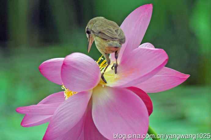 东方大苇莺与荷花（7）