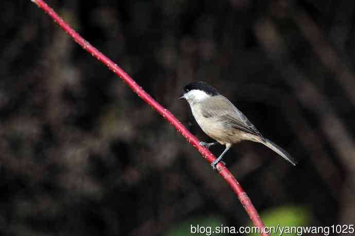 北京天坛公园的鸟类——沼泽山雀（3）