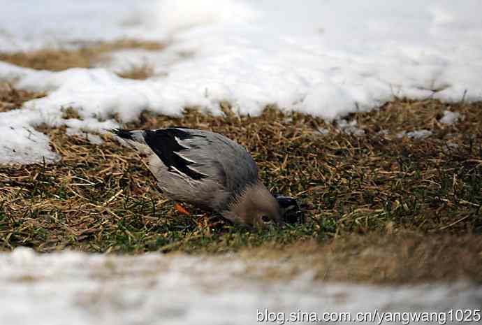 丝光椋（liang）鸟