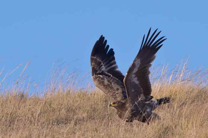 瞬间起飞的草原雕