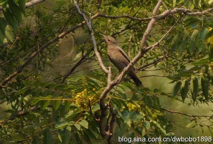 白河峡谷鸟调生境片