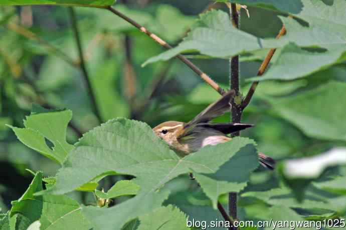 黄眉柳莺(25) 黄眉柳莺(25)
