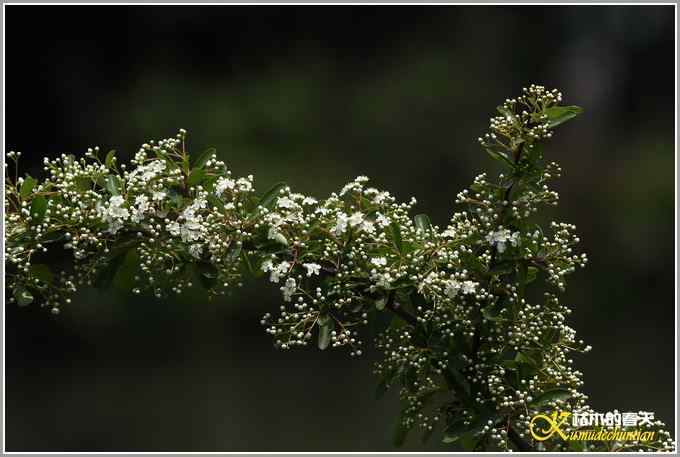 黑喉噪鹛&bull;斑姬啄木鸟【照片】