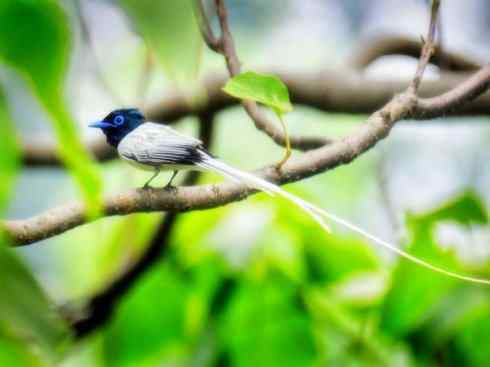 家禽驯化之源之二十九