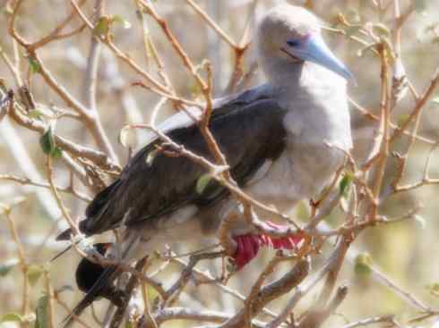 天生猎手:非猛禽类猎手之七 天生猎手:非猛禽类猎手之七